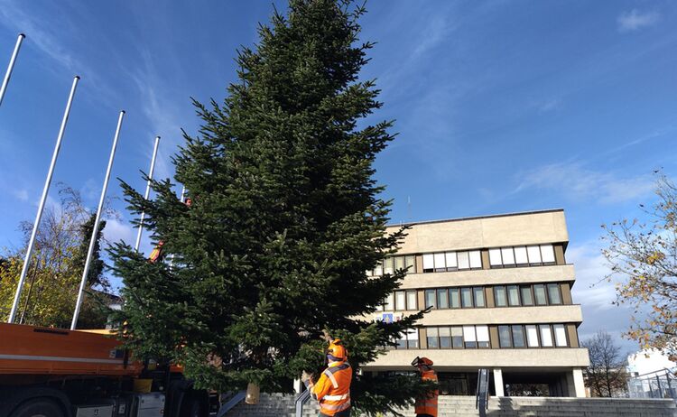 Zwei Mitarbeiter der Stadtwerke bauen den Christbaum vorm Rathaus mit einem Krank auf