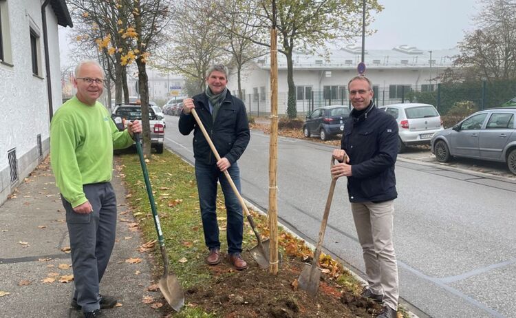Erster Bürgermeister Robert Pötzsch pflanzt gemeinsam mit dem Referent für Umwelt-, Natur- und Tierschutz Wolfgang Hintereder und Stadtgärtner Christian Stöckl die erste von 20 Winterlinden im Stadtgebiet.