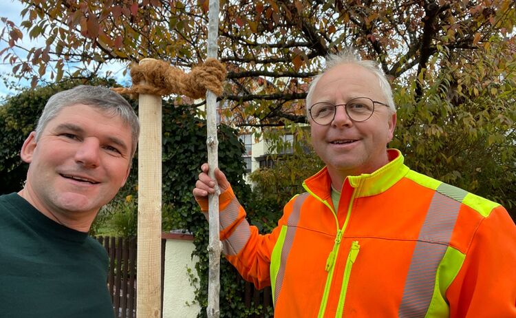 Umweltreferent Wolfgang Hintereder pflanzt gemeinsam mit Stadtgärtner Christian Stöckl einen der 15 Bäume im Stadtgebiet: Klick öffnet eine vergrößerte Ansicht