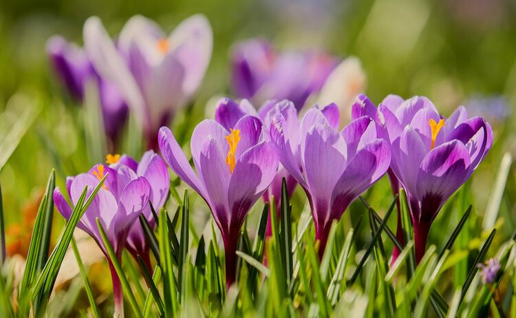 Lila Crocuse die blühen, als Sinnbild für die Aktion Waldkraiburg blüht auf: Zum Vergrößern auf Bild klicken