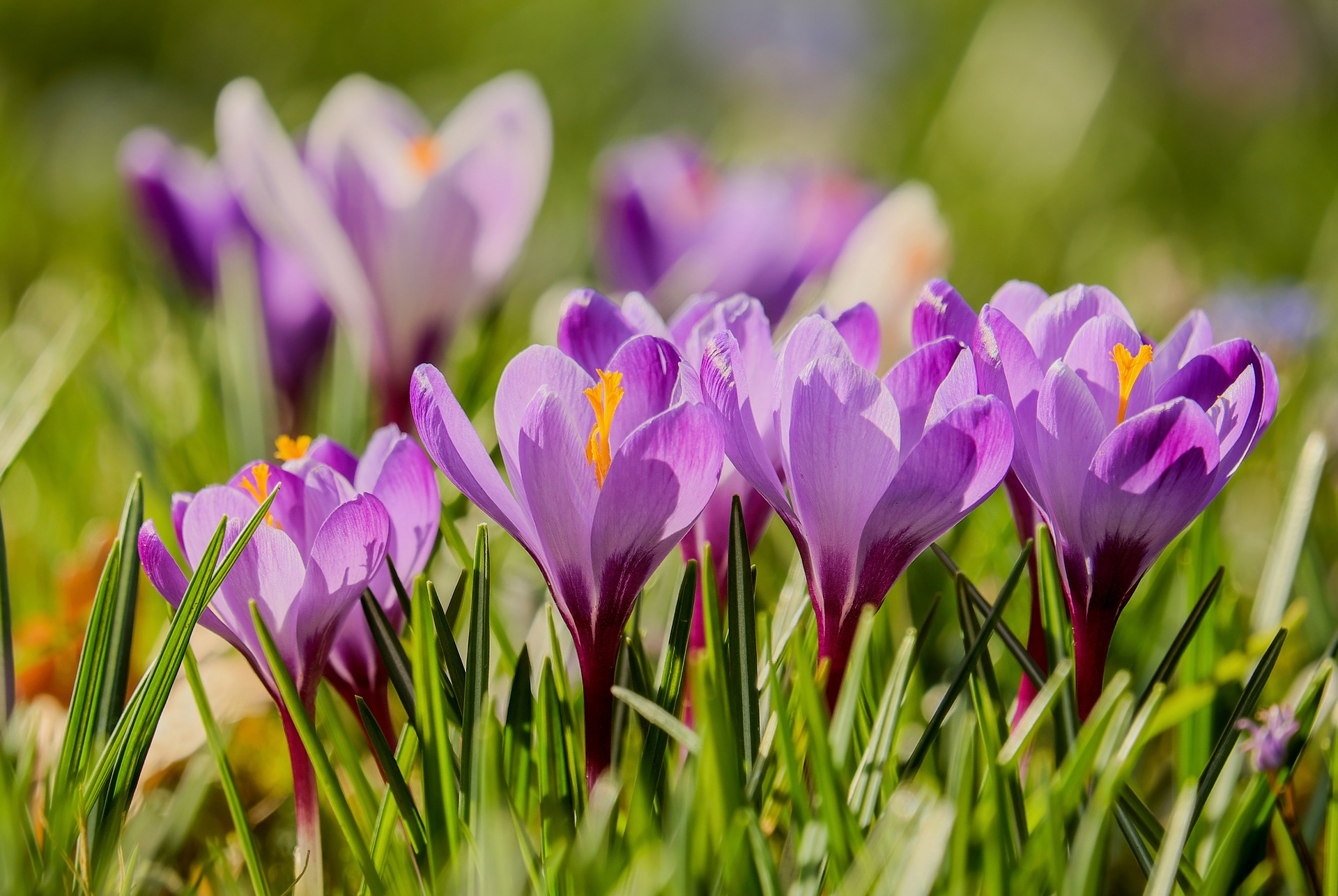 Violette Krokusse in der Fr&uuml;hlingssonne