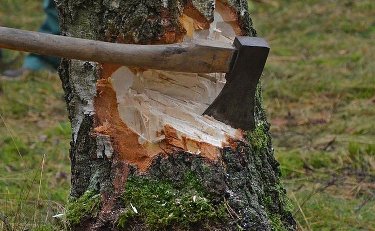 Ein Baum der in der Mitte eine Axt stecken hat als Sinnbild der Baumfällung: Zum Vergrößern auf Bild klicken