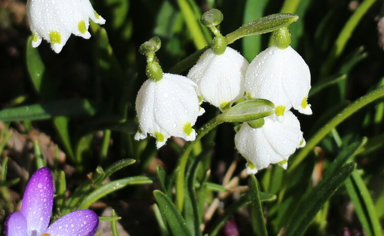 Fruehlingsknotenbume Maerzenbecher
