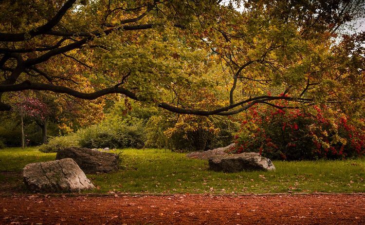 Sinnbild für Waldflächen im Herbst : Zum Vergrößern auf Bild klicken