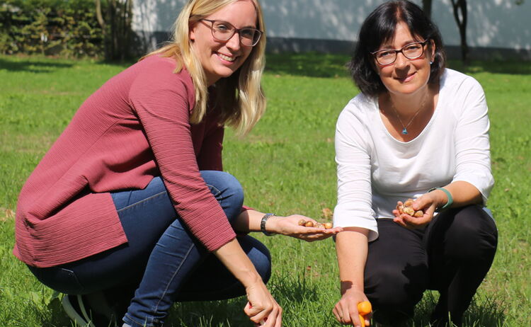 Zwei Mitarbeiterinnen der Stadtverwaltung pflanzen auf öffentlichen Grund Blumenzwiebeln ein: Zum Vergrößern auf Bild klicken