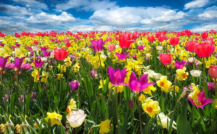 Blumenwiese, Wiese voller bunter Tulpen: Zum Vergrößern auf Bild klicken