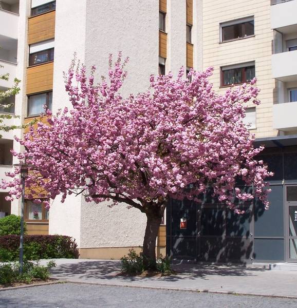 Japanischer Kirschbaum in der Prager Straße