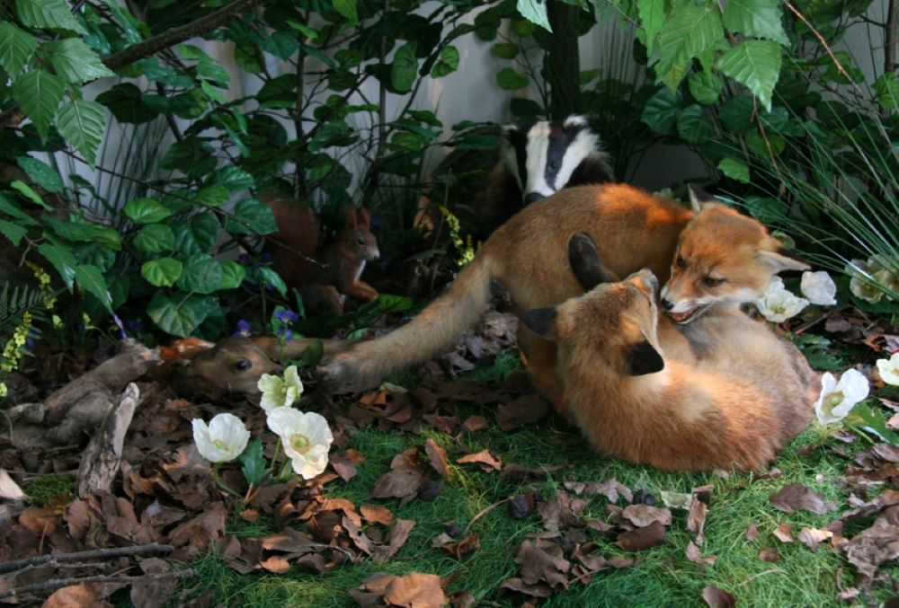 Ausstellungsfoto Waldbild von Sebastian Brand, das zwei Füchse zeigt