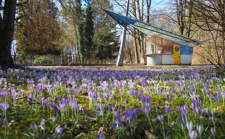 blumenzwiebeln